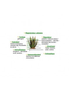 Biologische Aloë Vera Gel 100gr-Wadi Shibam 2